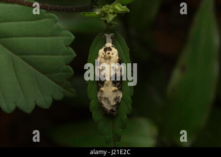 La tignola , Aarey colonia di latte , India. Le tarme sono tra i più studiati lepidopterans nel mondo. Che variano da pochi millimetri t Foto Stock