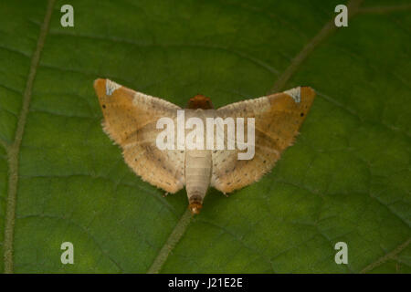 La tignola , Aarey colonia di latte , India. Le tarme sono tra i più studiati lepidopterans nel mondo. Che variano da pochi millimetri t Foto Stock