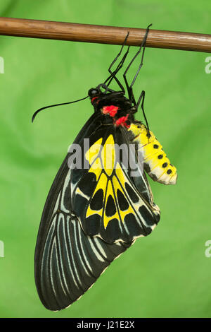 Troides minos, Sahyadri Birdwing, Bangalore, INDIA. Farfalla a coda di rondine grande e impressionante endemica nel sud dell'India. Foto Stock