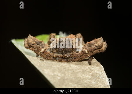 Il ragno granchio , Thomisidae , Aarey colonia di latte , India. Egli ha nome comune ragno granchio è spesso applicato a specie in questa famiglia, ma è anche applicato allentata Foto Stock