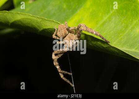 Il ragno granchio , Thomisidae , Aarey colonia di latte , India. Egli ha nome comune ragno granchio è spesso applicato a specie in questa famiglia, ma è anche applicato allentata Foto Stock