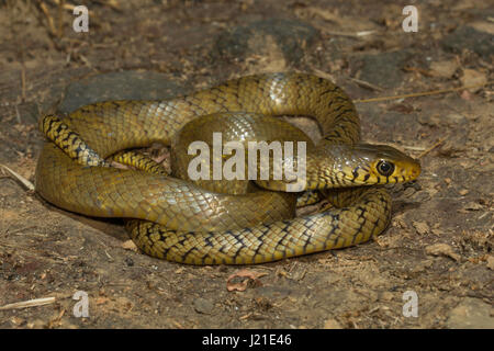 Biacco, mucosa Ptyas , Aarey colonia di latte , India. Mucosa Ptyas, comunemente noto come ratsnake orientali, Indiano biacco, 'dcullino' o dhaman, è un Foto Stock