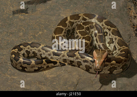 Indian rock Python Python molurus , Aarey colonia di latte , India. Foto Stock