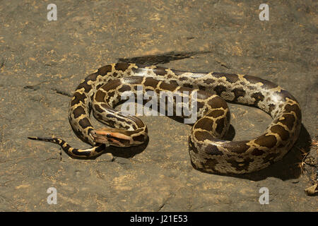 Indian rock Python Python molurus , Aarey colonia di latte , India. Foto Stock