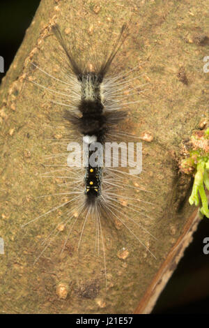 Moth caterpillar , Aarey colonia di latte , India. Presenza di capelli lunghi-come ,setole spinoso chiamato 'setae' è una delle strategie di difesa si vede in famil Foto Stock