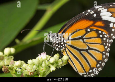 Striped tiger butterfly, Danaus genutia , Aarey colonia di latte , India. Foto Stock
