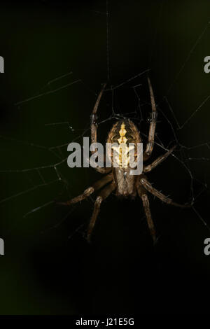 Orb-weaver spider, Araneidae , Aarey colonia di latte , India. Orb-weaver ragni o araneids sono membri della famiglia di ragno Araneidae. Essi sono la maggior parte Foto Stock