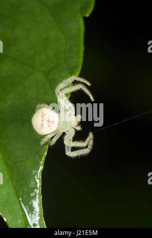 Il ragno granchio , Thomisidae , Aarey colonia di latte , INDIA Foto Stock