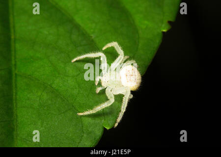 Il ragno granchio , Thomisidae , Aarey colonia di latte , INDIA Foto Stock