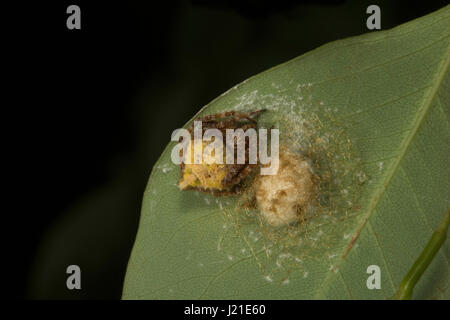 Orb-weaver spider, Araneidae , Aarey colonia di latte , India. Orb-weaver ragni o araneids sono membri della famiglia di ragno Araneidae. Essi sono la maggior parte Foto Stock