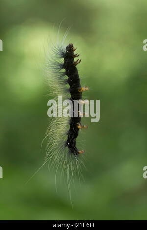 Moth caterpillar , Aarey colonia di latte , India. Presenza di capelli lunghi-come ,setole spinoso chiamato 'setae' è una delle strategie di difesa si vede in famil Foto Stock