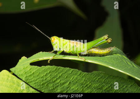 Grasshopper, Aarey colonia di latte , India. Cavallette sono insetti del sottordine Caelifera entro la fine Orthoptera, che include i grilli e ka Foto Stock