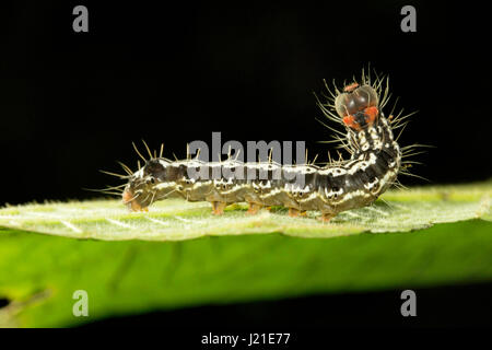 Moth caterpillar , Aarey colonia di latte , India. Presenza di capelli lunghi-come ,setole spinoso chiamato 'setae' è una delle strategie di difesa si vede in famil Foto Stock