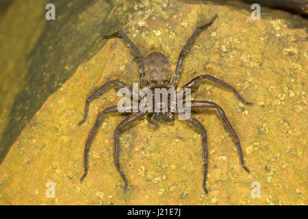 Huntsman spider, Sparassidae , Aarey colonia di latte , India. Huntsman ragni, membri della famiglia Sparassidae (ex Heteropodidae), sono noti da t Foto Stock