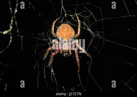 Orb-weaver spider, Araneidae , Aarey colonia di latte , India. Orb-weaver ragni o araneids sono membri della famiglia di ragno Araneidae. Essi sono la maggior parte Foto Stock