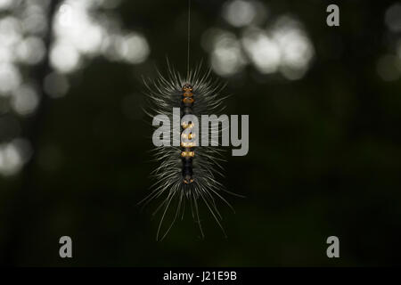 Moth caterpillar , Aarey colonia di latte , India. Presenza di capelli lunghi-come ,setole spinoso chiamato 'setae' è una delle strategie di difesa si vede in famil Foto Stock