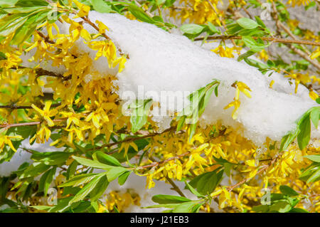 Fioritura di forsitia confine dopo la nevicata, arbusto del paesaggio Foto Stock