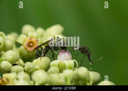 Api e zanzare, Aarey colonia di latte , India. Foto Stock