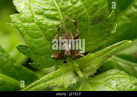 Orb-weaver spider, Araneidae , Aarey colonia di latte , India. Orb-weaver ragni o araneids sono membri della famiglia di ragno Araneidae. Essi sono la maggior parte Foto Stock