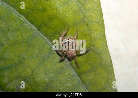 Jumping spider , Salticidae , Aarey colonia di latte , India. Il jumping spider (Famiglia Salticidae) contiene oltre 600 descritto di generi e più di 5800 Foto Stock