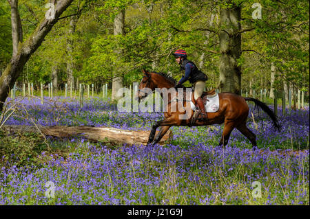 Henley on Thames, Regno Unito. Il 23 aprile 2017. I partecipanti prendono parte all'Hambleden Horse Trials. Festeggia il suo ventesimo anniversario, la concorrenza per la gestione degli eventi comprende le discipline di dressage, show jumping ed un cross country elemento che avviene attraverso la ferrovia Bluebell boschi. Credito: Stephen Chung / Alamy Live News Foto Stock