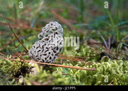 Whitmore Lake, MI, Stati Uniti d'America. 23 apr, 2017. Un fungo Morel cresce attraverso il terreno umido con il muschio e gli aghi di pino in cima il 23 aprile 2017 in Whitmore Lake, MI. In Michigan dicono ''May è Morel mese.'' Morel la caccia di funghi è uno del Michigan diritti della molla. Credito: Mark Bialek/ZUMA filo/Alamy Live News Foto Stock