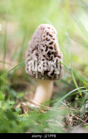 Whitmore Lake, MI, Stati Uniti d'America. 23 apr, 2017. Un fungo Morel cresce attraverso il terreno umido con il muschio e gli aghi di pino in cima il 23 aprile 2017 in Whitmore Lake, MI. In Michigan dicono ''May è Morel mese.'' Morel la caccia di funghi è uno del Michigan diritti della molla. Credito: Mark Bialek/ZUMA filo/Alamy Live News Foto Stock