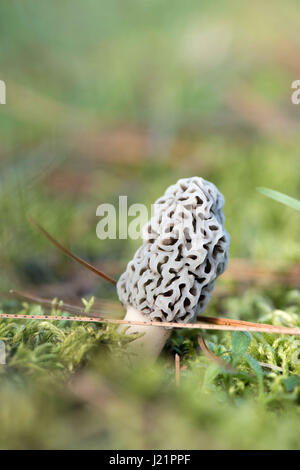 Whitmore Lake, MI, Stati Uniti d'America. 23 apr, 2017. Un fungo Morel cresce attraverso il terreno umido con il muschio e gli aghi di pino in cima il 23 aprile 2017 in Whitmore Lake, MI. In Michigan dicono ''May è Morel mese.'' Morel la caccia di funghi è uno del Michigan diritti della molla. Credito: Mark Bialek/ZUMA filo/Alamy Live News Foto Stock