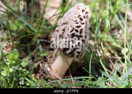 Whitmore Lake, MI, Stati Uniti d'America. 23 apr, 2017. Un fungo Morel cresce attraverso il terreno umido con il muschio e gli aghi di pino in cima il 23 aprile 2017 in Whitmore Lake, MI. In Michigan dicono ''May è Morel mese.'' Morel la caccia di funghi è uno del Michigan diritti della molla. Credito: Mark Bialek/ZUMA filo/Alamy Live News Foto Stock