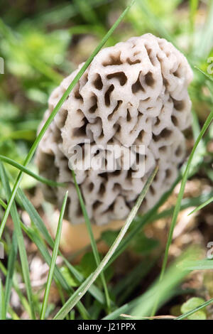 Whitmore Lake, MI, Stati Uniti d'America. 23 apr, 2017. Un fungo Morel cresce attraverso il terreno umido con il muschio e gli aghi di pino in cima il 23 aprile 2017 in Whitmore Lake, MI. In Michigan dicono ''May è Morel mese.'' Morel la caccia di funghi è uno del Michigan diritti della molla. Credito: Mark Bialek/ZUMA filo/Alamy Live News Foto Stock