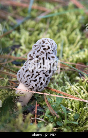 Whitmore Lake, MI, Stati Uniti d'America. 23 apr, 2017. Un fungo Morel cresce attraverso il terreno umido con il muschio e gli aghi di pino in cima il 23 aprile 2017 in Whitmore Lake, MI. In Michigan dicono ''May è Morel mese.'' Morel la caccia di funghi è uno del Michigan diritti della molla. Credito: Mark Bialek/ZUMA filo/Alamy Live News Foto Stock