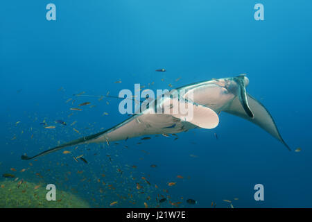 Oceano Indiano, Maldive. 20 Mar, 2017. Giant oceanic manta ray (Manta birostris) nuota nelle acque blu, Oceano Indiano, Maldive Credito: Andrey Nekrasov/ZUMA filo/ZUMAPRESS.com/Alamy Live News Foto Stock