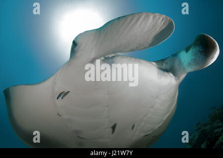 Oceano Indiano, Maldive. 20 Mar, 2017. Giant oceanic manta ray (Manta birostris) nuota nelle acque blu, Oceano Indiano, Maldive Credito: Andrey Nekrasov/ZUMA filo/ZUMAPRESS.com/Alamy Live News Foto Stock