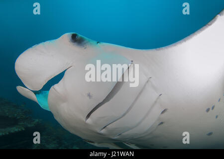 Oceano Indiano, Maldive. 20 Mar, 2017. Giant oceanic manta ray (Manta birostris) nuota nelle acque blu, Oceano Indiano, Maldive Credito: Andrey Nekrasov/ZUMA filo/ZUMAPRESS.com/Alamy Live News Foto Stock