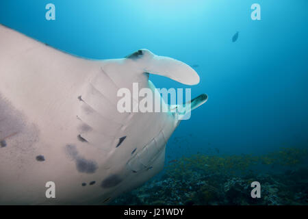 Oceano Indiano, Maldive. 20 Mar, 2017. Giant oceanic manta ray (Manta birostris) nuota nelle acque blu, Oceano Indiano, Maldive Credito: Andrey Nekrasov/ZUMA filo/ZUMAPRESS.com/Alamy Live News Foto Stock