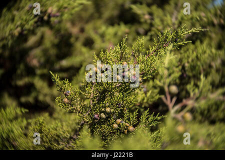 Ginepro fenicio bush o arar (Juniperus phoenicia) con frutti di bosco lungo la costa di Capo Mannu, SARDEGNA. Close up di frutti di bosco in una giornata di sole. Foto Stock