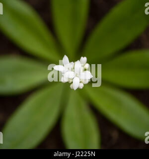 Linguetta a disco (Galium odoratum) fiori dal di sopra. Infiorescenza bianco della bassa crescita bedstraw bosco nella famiglia Rubiaceae, mostrando whorl foglia Foto Stock