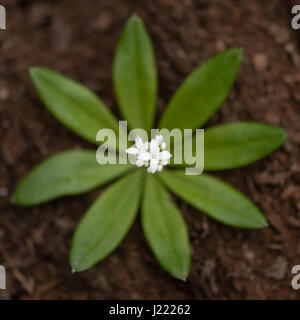 Linguetta a disco (Galium odoratum) fiori e foglie da sopra infiorescenza bianco della bassa crescita bedstraw bosco nella famiglia Rubiaceae, a foglia whorl Foto Stock
