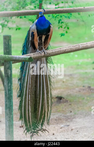 Peacock bird seduto sul palo nel giardino estivo Foto Stock