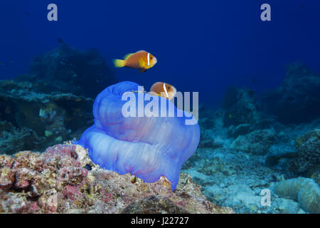 Due Maldive anemonefish (Amphiprion nigripes) nuotare vicino a rosa anemone, Oceano Indiano, Maldive Foto Stock