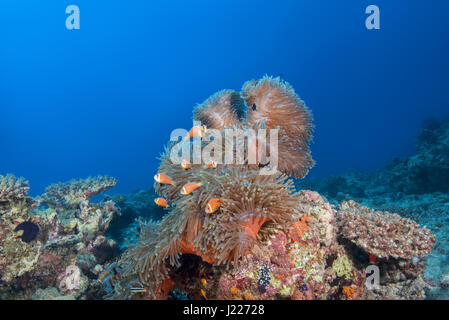 In banchi di pesci Maldive anemonefish (Amphiprion nigripes) nuotare vicino a rosa anemone, Oceano Indiano, Maldive Foto Stock
