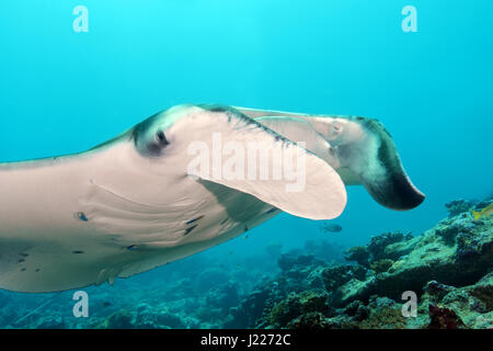 Ritratto di Reef Manta Ray (Mobula alfredi, Alfred manta) nuota nelle acque blu, Oceano Indiano, Maldive Foto Stock