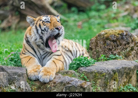 I giovani a sbadigliare tigre del Bengala sdraiati sull'erba e mostra il suo zampe Foto Stock