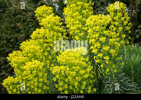 Euphorbia characias wulfenii, un ardito impianto con vivido verde e giallo le teste dei fiori in primavera. Foto Stock
