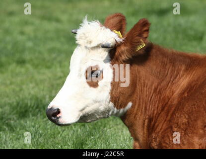 Blaarkop tradizionale bovini ("testa Blister'), una vecchia razza olandese, che si trova principalmente nella provincia di Groningen, Paesi Bassi del Nord Foto Stock