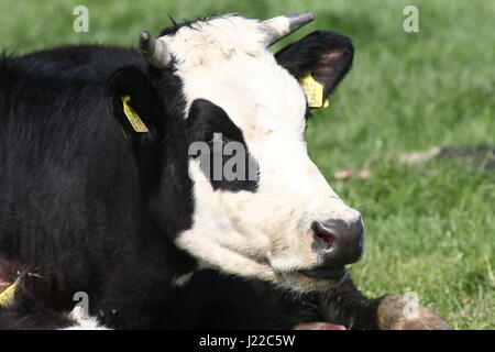 Blaarkop tradizionale bovini ("testa Blister'), una vecchia razza olandese, che si trova principalmente nella provincia di Groningen, Paesi Bassi del Nord Foto Stock