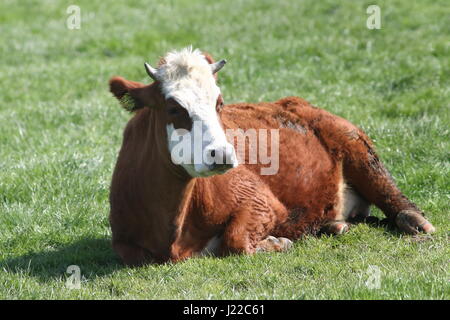 Blaarkop tradizionale bovini ("testa Blister'), una vecchia razza olandese, che si trova principalmente nella provincia di Groningen, Paesi Bassi del Nord Foto Stock