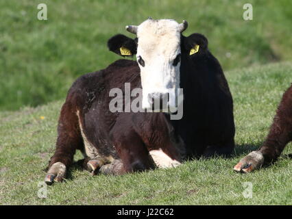 Blaarkop tradizionale bovini ("testa Blister'), una vecchia razza olandese, che si trova principalmente nella provincia di Groningen, Paesi Bassi del Nord Foto Stock