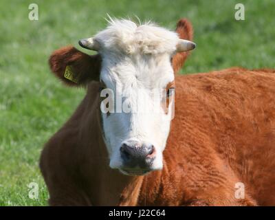 Blaarkop tradizionale bovini ("testa Blister'), una vecchia razza olandese, che si trova principalmente nella provincia di Groningen, Paesi Bassi del Nord Foto Stock