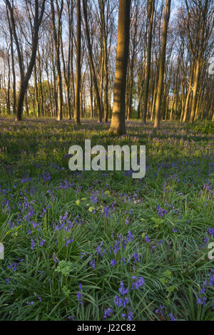 Bluebell wood nella calda luce della sera Foto Stock